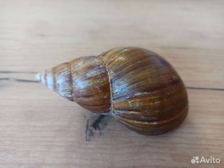 Морская раковина