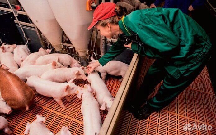 Работник на ферму(Вахта)