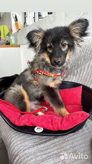 Лучший щенок в добрые руки