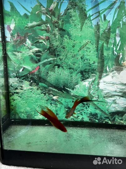 Аквариум