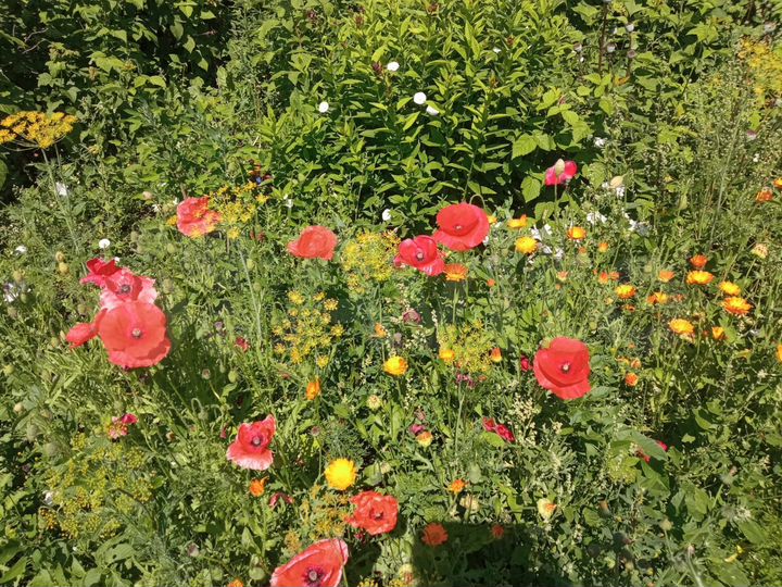 Участок 4 сот. (СНТ, ДНП)