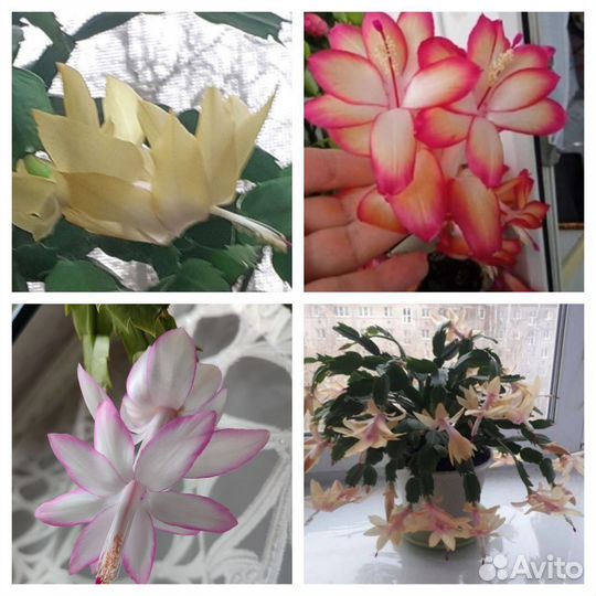 Декабрист шлюмбергера