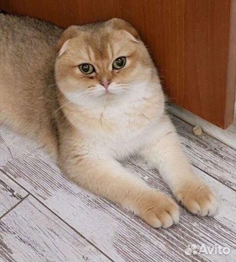 Котята шотландские