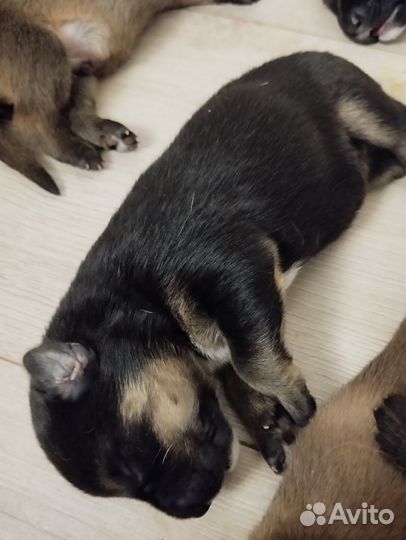 Собака в добрые руки немецкая овчарка