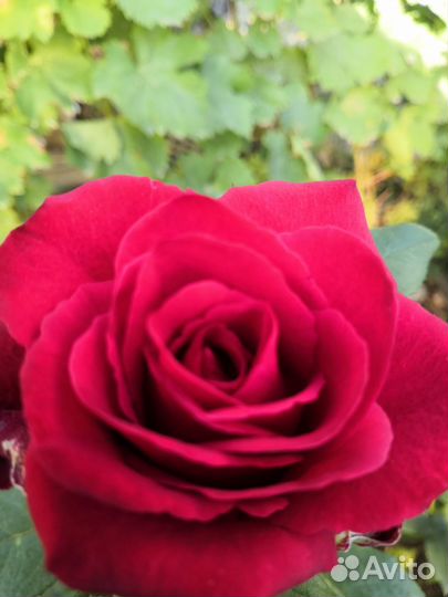 Продаю розы