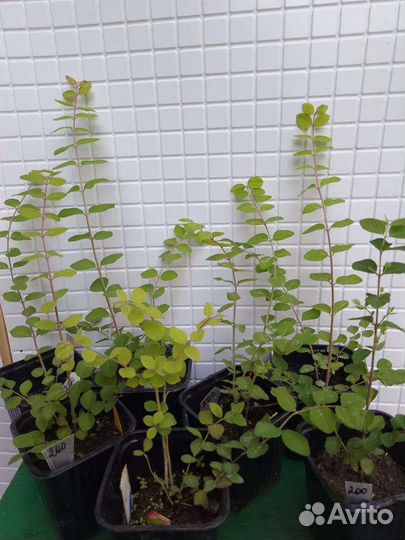 Снежноягодник