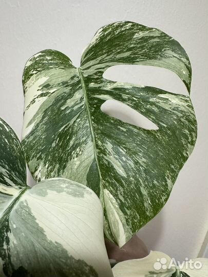Монстера вариегатная alba
