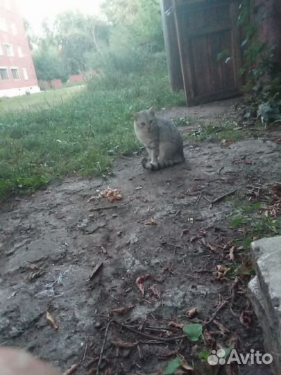 Котик в добрые руки