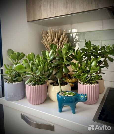 Толстянка, денежное дерево