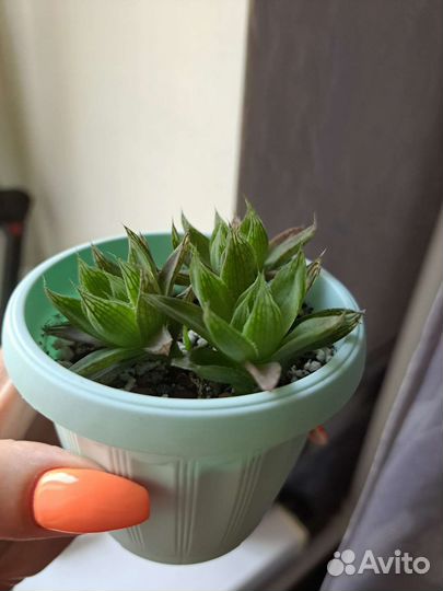 Хавортия(название утеряно)