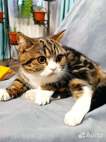 Шотландская кошечка ищет жениха