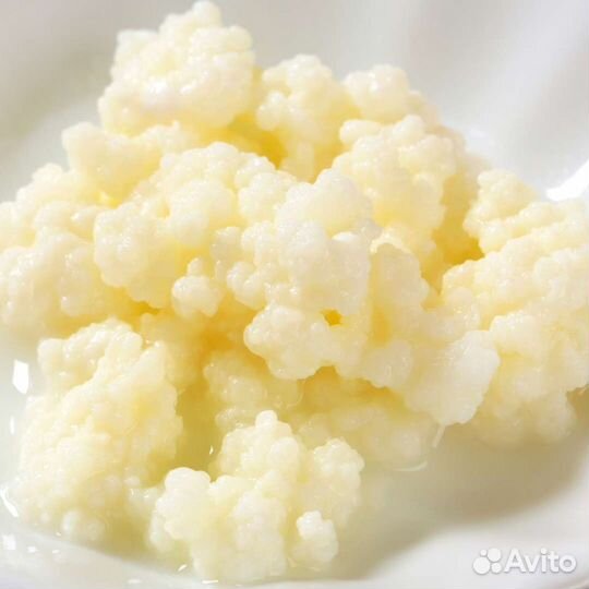 Кефирный Тибетский молочный гриб