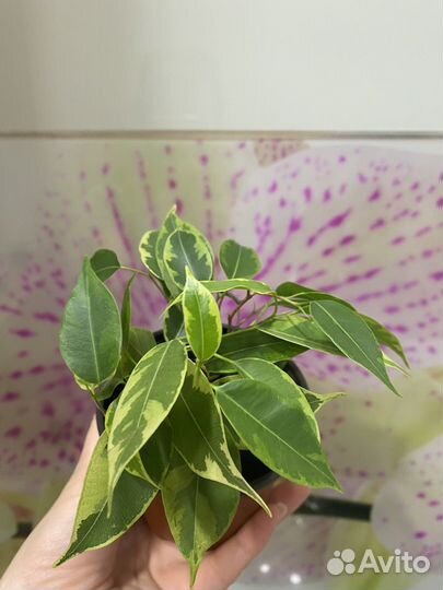 Фикус бенджамина