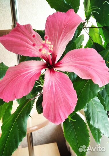 Гибискус розовый пёстролистный