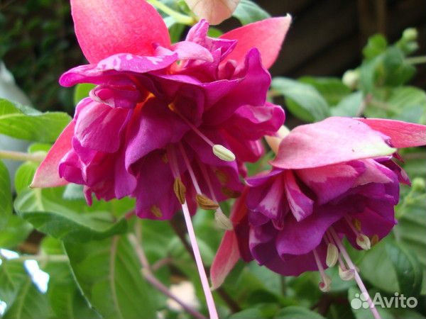 Фуксии часть 3