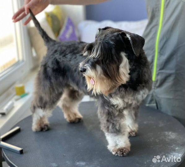 Грумер Стрижка собак