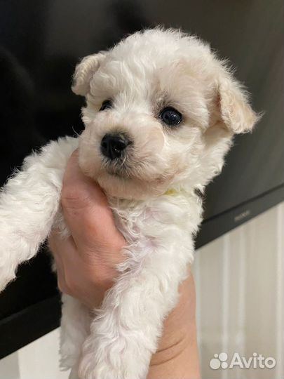 Бишон фризе щенки