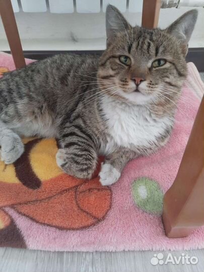 Котик в хорошую семью