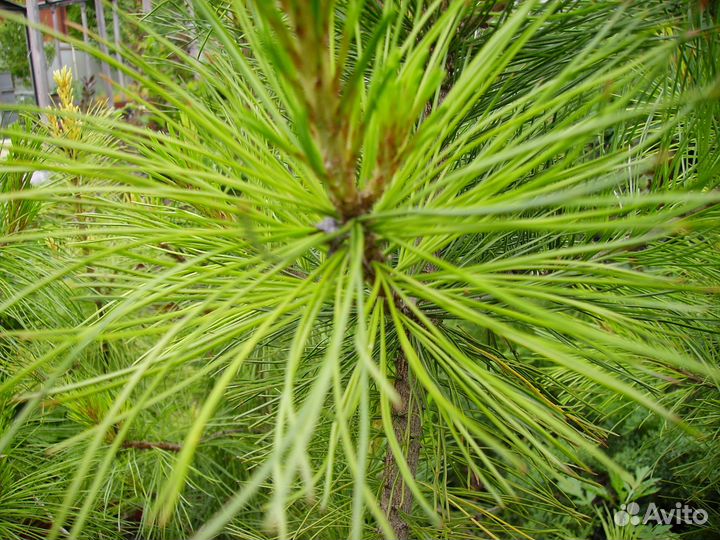 Сосна сибирская кедровая саженцы