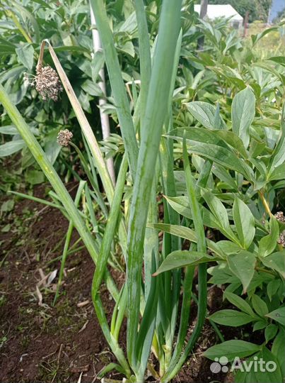 Безвременник. Лук слизун, шнитт и другие