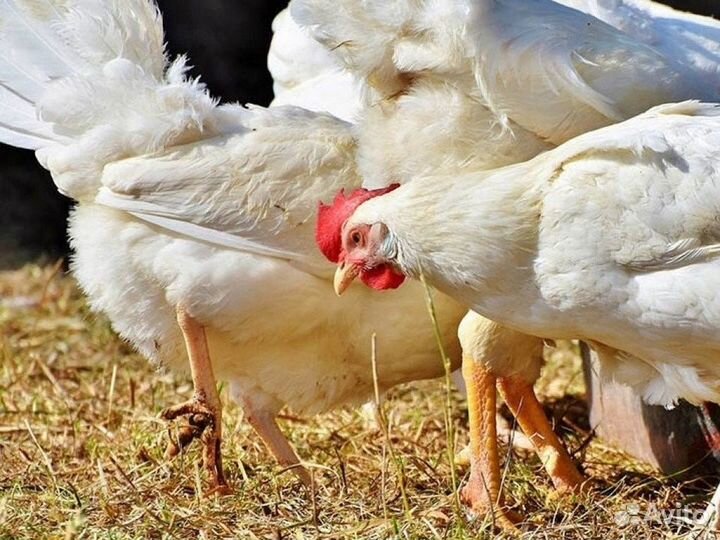 Куры несушки