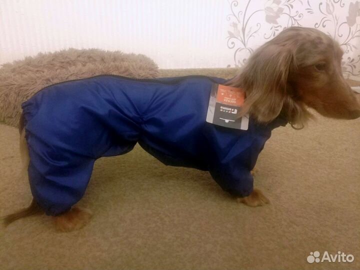 Комбинезон дождевик для таксы