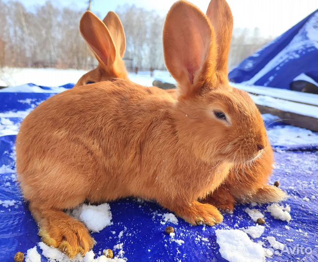 Кролик нзк