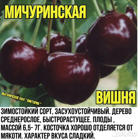 Вишня, черешня, сливы, яблони, груши,персик