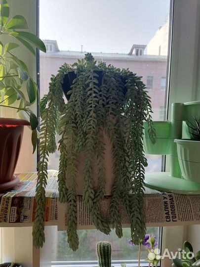 Глоксиния тидея