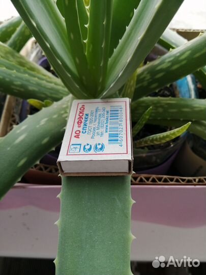 Алоэ вера и столетник