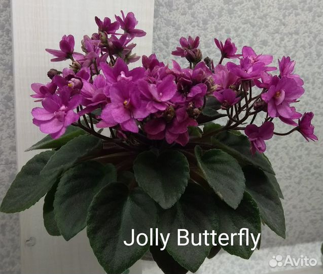 Сортовые фиалки