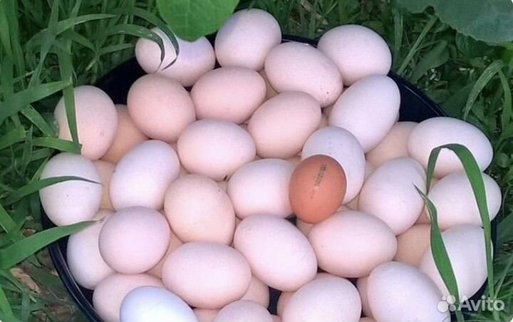 Куры несушки легорн