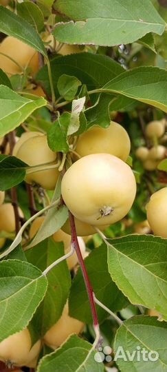 Яблоки, груша