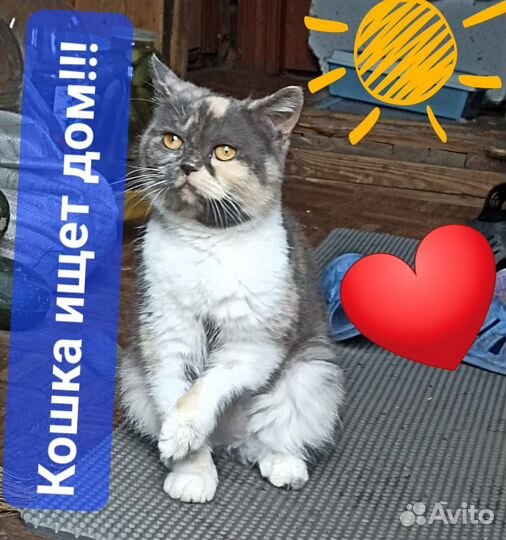 Британская кошка в дар