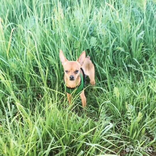 Русский той-терьер для вязки