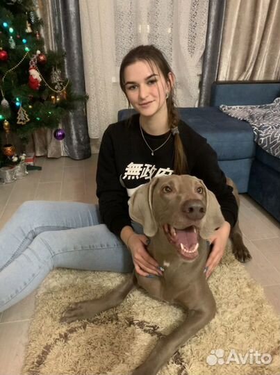 Зооняня, выгул собак, передержка