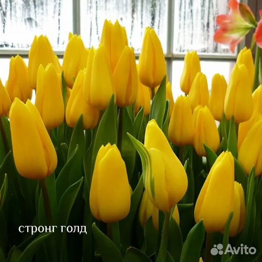 Луковицы тюльпана после выгонки упаковка