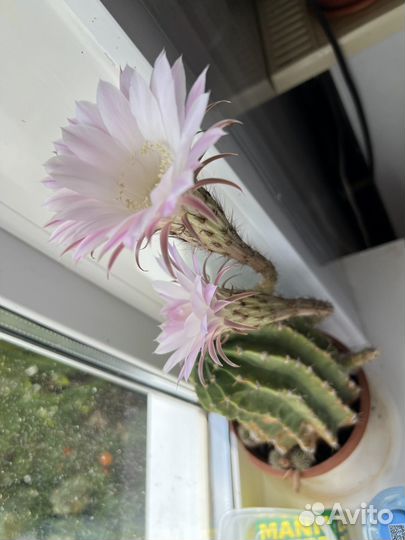 Кактус цветущий