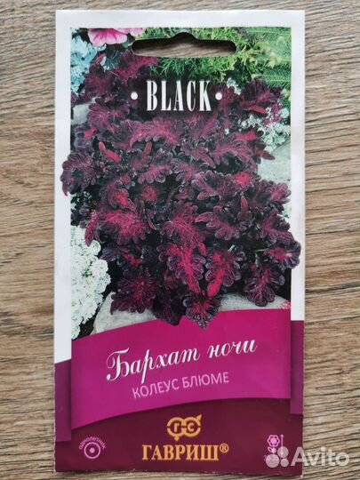 Колеус семена