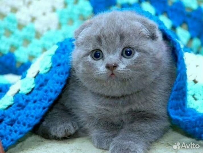 Шикарные плюшевые медвежатки