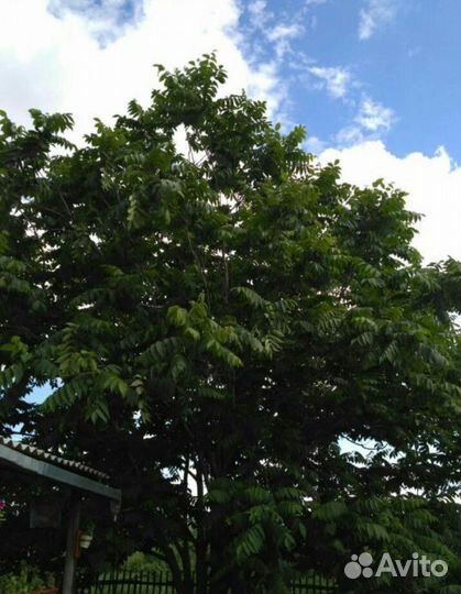 Маньчжурский орех