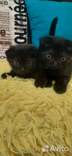 Кошка в дар бесплатно