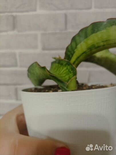 Сансевиерия Дракон