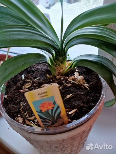 Комнатные растения цветы