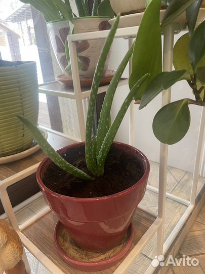 Алоэ столетник