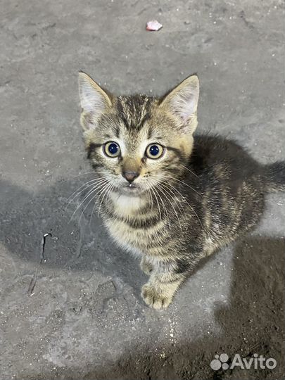 Котенок в добрые руки