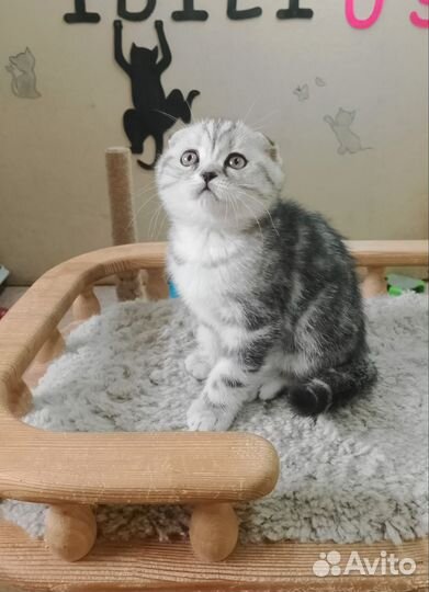 Клубная вислоушка