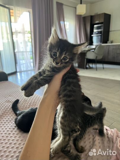 Отдам в хорошие руки котенка