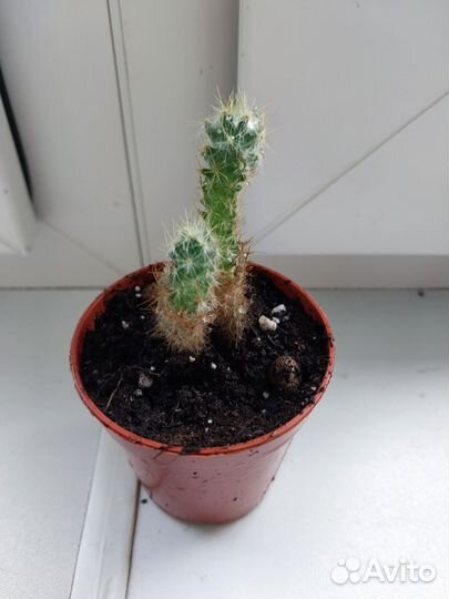 Кактусы разные