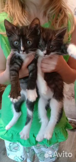 Отдам котят в добрые руки, бесплатно